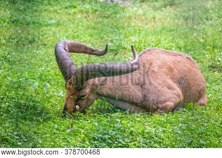 The West Caucasian Tur With Big Horns Is Resting On A Green Lawn. The West Caucasian Tur, Lat. Capra