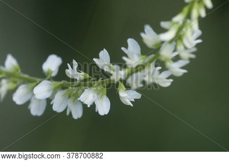 Melilotus Albus Flowers, Macro Shot, Local Focus