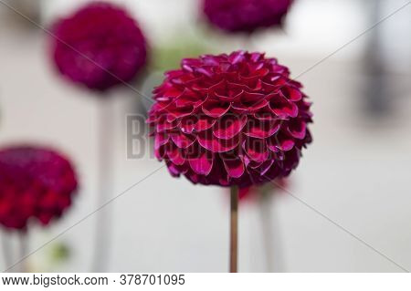 A Fantastic Red And Pink Flower On The Square In Lycksele