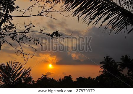 Sunrise siluet ağaçları