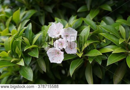 Kalmia Latifolia Flowers With Leaves Close Up. Also Known As Mountain Laurel, Calico-bush, Or Spoonw
