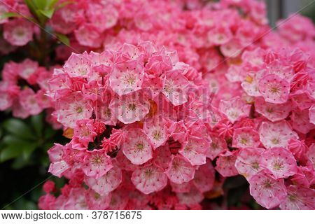 Kalmia Latifolia Flowers With Leaves Close Up. Also Known As Mountain Laurel, Calico-bush, Or Spoonw