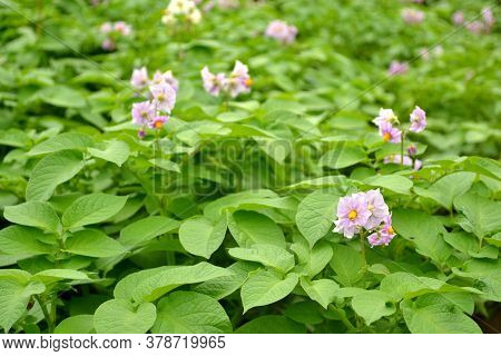 Blooming Potatoes. Potato Flowers Bloom In Sunlight, Grow In The Plant. Purple Blooming Potato Flowe