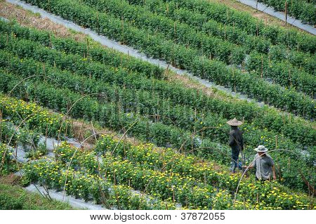 Flower Farm .