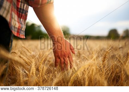 Farmer Touching Ripe Wheat Ears With Hand Walking In A Cereal Golden Field On Sunset. Agronomist In 