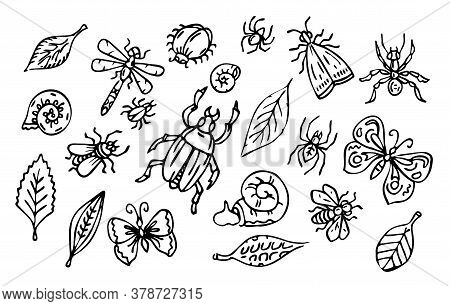 Vector Insects And Leaves Set, Outline Collection Of Bugs, Snails And Leaves, Black Line Art Isolate