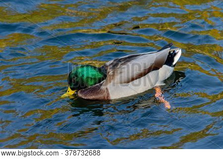 Beautiful Wild Ducks Swimming On The Lake, Wild Birds In The Autumn Warm Day