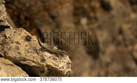 Blue-tailed Skink Sitting On A Rock, Summer Day