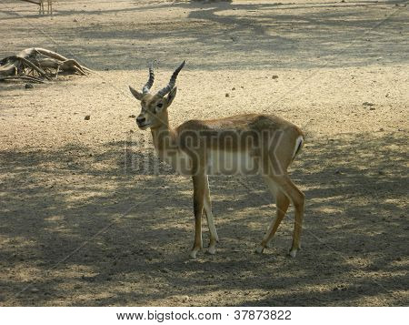 Indische Gazelle