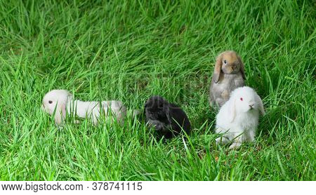 Four Small Rabbits Of Breed Of Miniature Lop Are On The Grass In Outdoors.