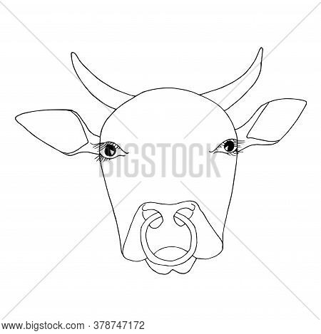 Bull Head With A Ring In The Nose Monochrome Sketch. Art Design Element Hand Drawn Ink Graphic Art D