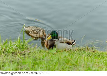 Beautiful Wild Ducks Swimming On The Lake, Wild Birds In The Autumn Warm Day