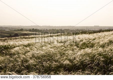Field Of Feather Grass On The Island Of Khortytsya. The Field Of The Foremen During Flowering. Space