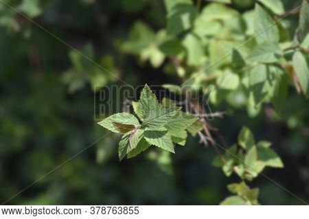 Spirea Anthony Waterer Leaves - Latin Name - Spiraea X Bumalda Anthony Waterer