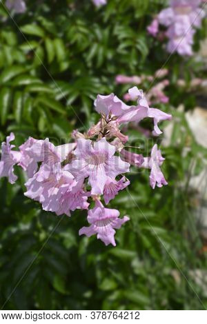 Pink Trumpet Vine - Latin Name - Podranea Ricasoliana