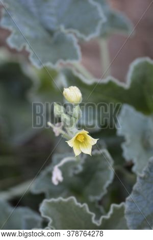 Squirting Cucumber - Latin Name - Ecballium Elaterium