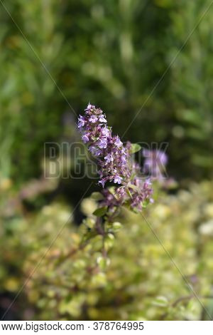 Foxley Thyme Leaves - Latin Name - Thymus Pulegioides Foxley