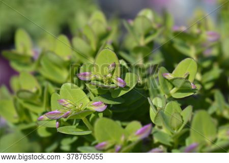 Myrtle-leaf Milkwort - Latin Name - Polygala Myrtifolia