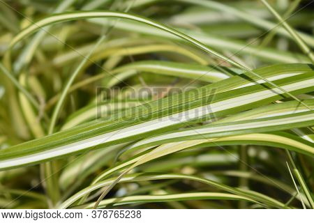 Striped Weeping Sedge Evergold - Latin Name - Carex Oshimensis Evergold