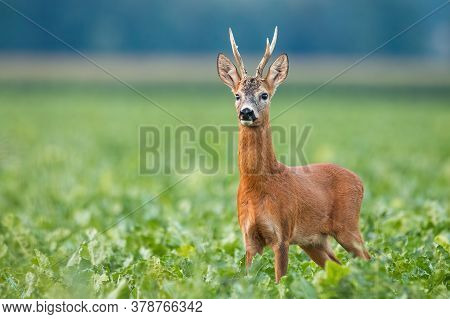 Alert Roe Deer Buck Standing On Field In Summer Nature.
