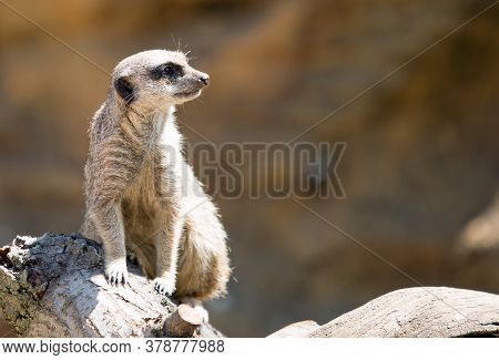 Meerkat Looking To The Right While Resting On A Wooden Tree Trunk.  There Is Lots Of Empty Copy Spac