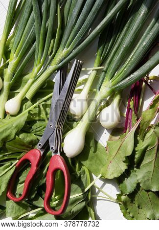Special Herb Scissors With Multiple Blades Above Green Onions, Dill And Sorrel. Top View.