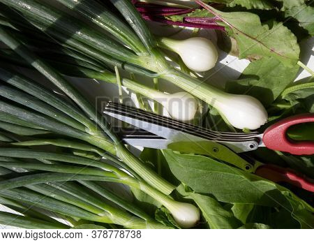 Special Herb Scissors With Multiple Blades Above Green Onions, Dill And Sorrel. Top View.