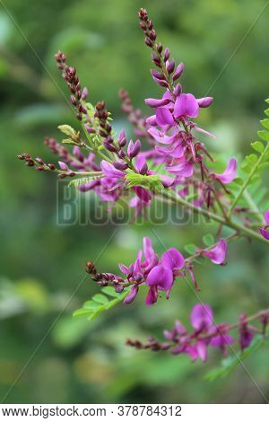 The Beautiful Pink Flowers Of An Indigofera Shrub, In Close Up Flowering Outdoors In A Natural Setti