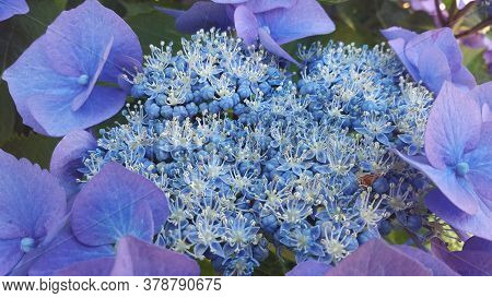 Hydrangea Serrata, Blue Bird Flower Blossoming Close Up