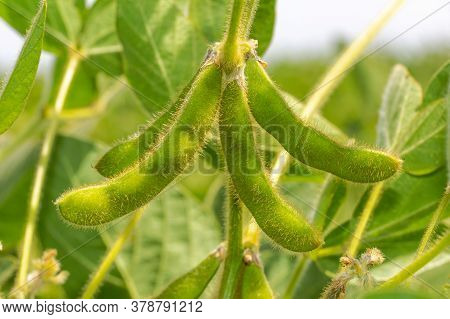Branch With Green Soybean Pods. Soybeans Close Up. Green Soybeans.