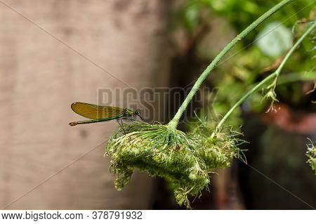 Female Green Banded Demoiselle Damselfly, Calopteryx Splendens, On Green Leaf In A Uk Garden. They A