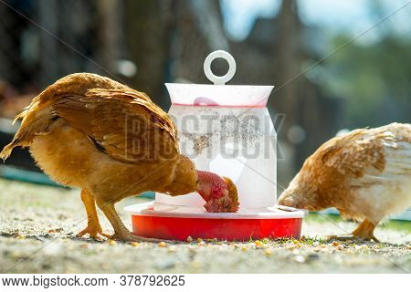 Hen Feed On Traditional Rural Barnyard. Close Up Of Chicken Standing On Barn Yard With Bird Feeder. 
