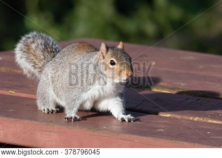 Portrait Of A Grey Squirrel (sciurus Carolinensis) On A Picnic Table In The Park.