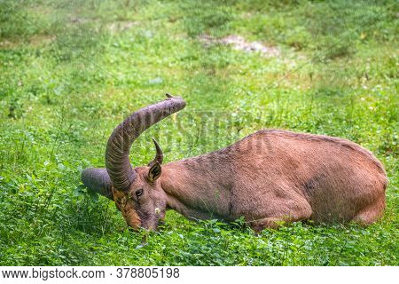The West Caucasian Tur With Big Horns Is Resting On A Green Lawn. The West Caucasian Tur, Lat. Capra
