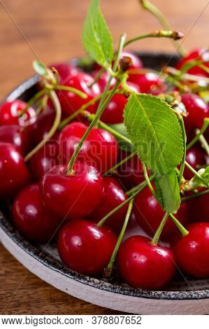 New Harvest Of Red Ripe Juicy Sour Cherry Or Kriek Berry Fruit