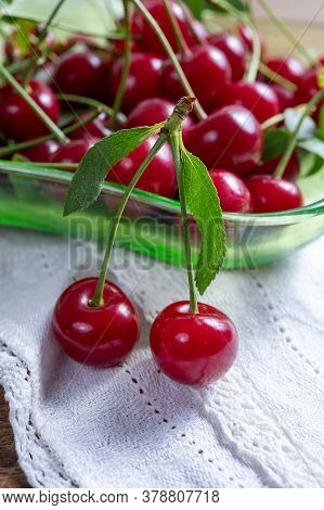 New Harvest Of Red Ripe Juicy Sour Cherry Or Kriek Berry Fruit
