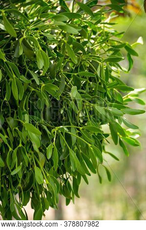 Botanical Collection Of Medicinal Or Decorative Plants And Herbs, Viscum Album Or European Mistletoe
