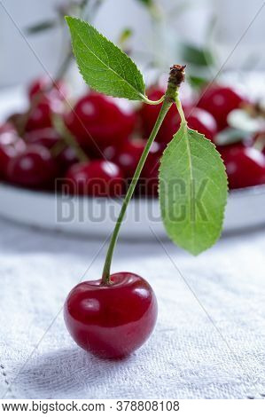New Harvest Of Red Ripe Juicy Sour Cherry Or Kriek Berry Fruit