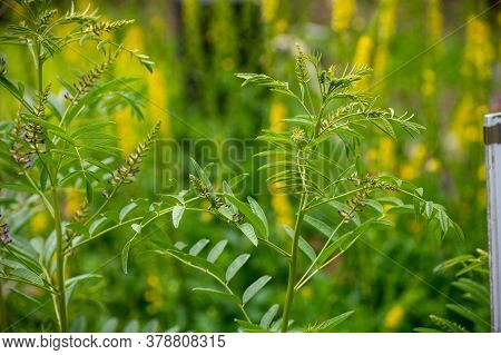 Botanical Collection Of Medicinal And Edible Plants And Herbs, Liquorice (or Licorice, Glycyrrhiza G