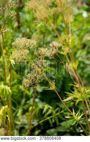 Botanical Collection Of Medinal Plants And Herbs, Valerian Or Valeriana Officinalis Plant In Summer