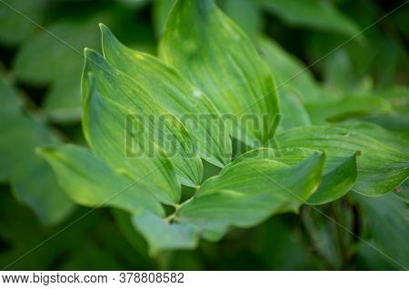 Botanical Collection Of Medicinal Plants And Herbs, Polygonatum Multiflorum,  Solomon's Seal Or Davi