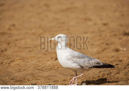 Seagull Sitting On The Rocks In Broadstairs, Kent