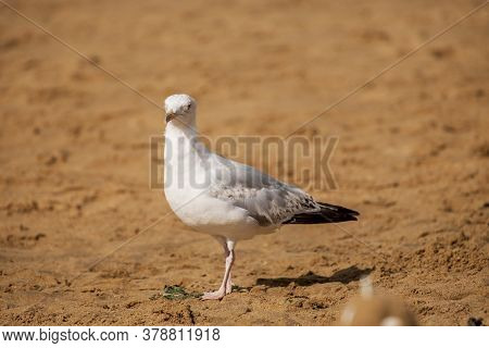 Seagull Sitting On The Rocks In Broadstairs, Kent