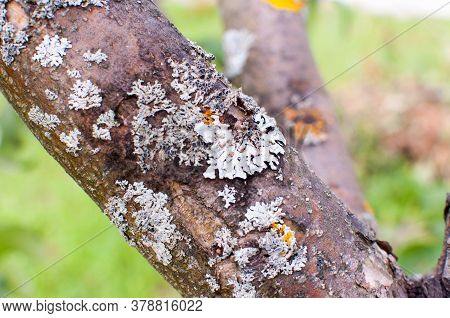 Huge Excrescence On Pine Tree Trunk. Sick Diseased Forest Tree. Close Up.
