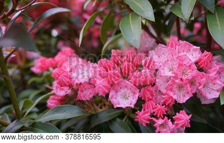 Kalmia Latifolia Flowers With Leaves Close Up. Also Known As Mountain Laurel, Calico-bush, Or Spoonw