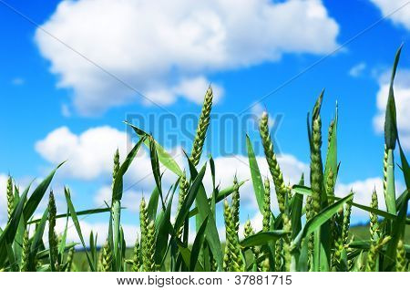 Feltet af korn med blå himmel