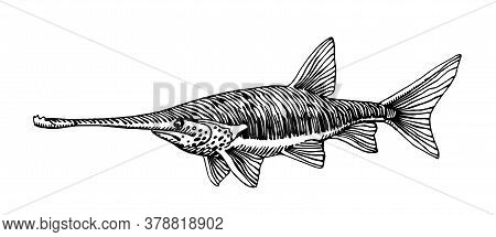 Freshwater Paddlefish, Rare Commercial Fish, Delicious Food, For Logo Or Emblem, Engraving, Vector I