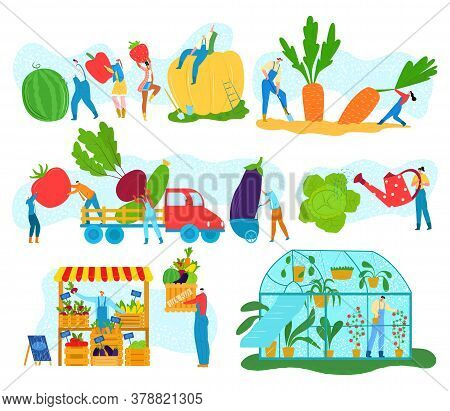 Farm Harvest Of Organic Vegetables, Tiny People Gathering Crops Or Agriculture Vector Illustrations 