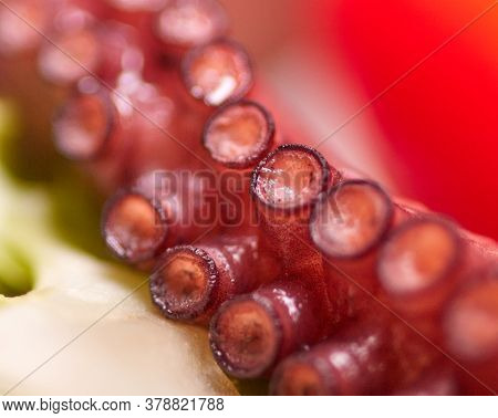 Night Photography Of A Plate Of Octopus And Oil With Salad