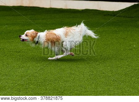 Dog Playing And Swimming In The Pool